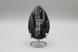Natural Orthoceras Fossil Specimen #3