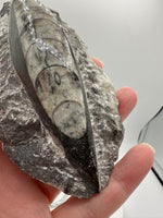 Natural Orthoceras Fossil Specimen #7