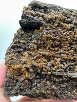 Permineralized Wood Specimen with Quartz Druzy