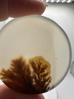 Designer Dendritic Agate Cabochon #7