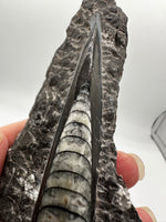Natural Orthoceras Fossil Specimen #20