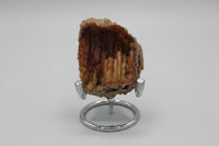Withlacoochee River Agatized Coral #1