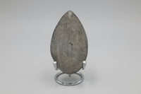 Natural Orthoceras Fossil Specimen #4