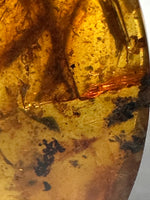 Fossil Insect Inclusion in Burmese Amber #5