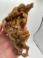 Withlacoochee River Agatized Coral #10