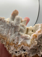 Withlacoochee River Agatized Coral #11