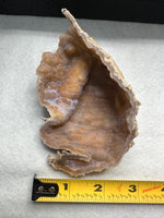 Withlacoochee River Agatized Coral #13