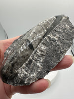 Natural Orthoceras Fossil Specimen #6