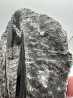 Natural Orthoceras Fossil Specimen #10