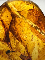 Fossil Insect Inclusion in Burmese Amber #5