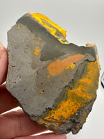 Bumblebee Jasper, Java, Indonesia #4