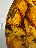 Fossil Insect Inclusion in Burmese Amber #5