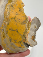 Bumblebee Jasper, Java, Indonesia #6