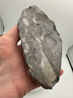 Natural Orthoceras Fossil Specimen #9