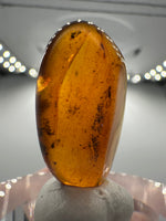 Fossil Insect Inclusion in Burmese Amber #6