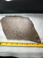 Nevada Picture Jasper Slab #2 - Old Stock