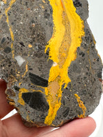 Bumblebee Jasper, Java, Indonesia #8