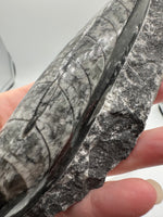 Natural Orthoceras Fossil Specimen #5