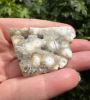 8th Vein Ocean Jasper Polished Free Form #31