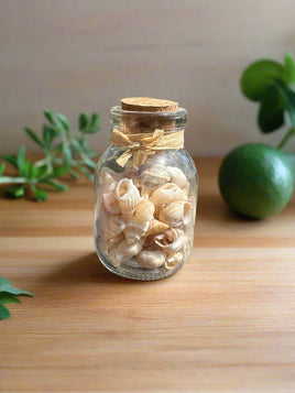 Glass Jar with Shells #5