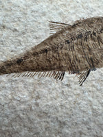 Fossil Fish, Eocene, Green River, Kemmerer, WY - Good Detail