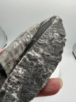 Natural Orthoceras Fossil Specimen #6
