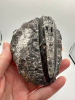 Natural Orthoceras Fossil Specimen #12