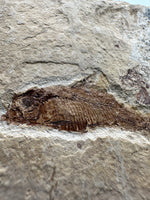 Fossil Fish, Eocene, Green River, Kemmerer, WY