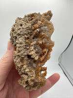 Withlacoochee River Agatized Coral #10