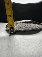 Natural Orthoceras Fossil Specimen #6