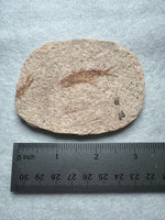Fossil Fish, Eocene, Green River, Kemmerer, WY