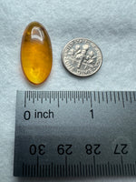Fossil Insect Inclusion in Burmese Amber #7