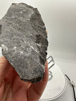 Natural Orthoceras Fossil Specimen #15