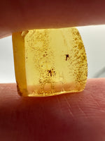 Fossil Insect Inclusion in Burmese Amber #4