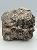 Withlacoochee River Agatized Coral #4