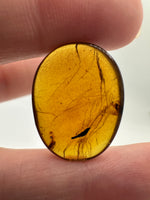 Fossil Insect Inclusion in Burmese Amber #1
