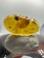 Fossil Insect Inclusion in Burmese Amber #10