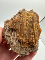 Withlacoochee River Agatized Coral #1