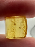Fossil Insect Inclusion in Burmese Amber #4