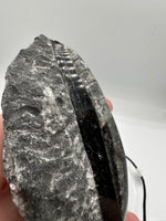 Natural Orthoceras Fossil Specimen #21