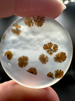 Scenic Dendritic Agate Cabochon #6