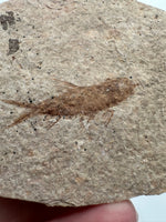 Fossil Fish, Eocene, Green River, Kemmerer, WY