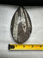Natural Orthoceras Fossil Specimen #4