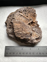 Agatized Coral, Florida