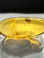 Fossil Insect Inclusion in Burmese Amber #8