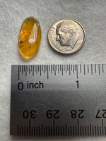 Fossil Insect Inclusion in Burmese Amber #10