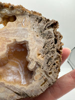 Withlacoochee River Agatized Coral #12
