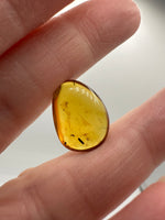 Fossil Insect Inclusion in Burmese Amber #2