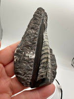 Natural Orthoceras Fossil Specimen #20