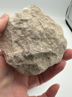Otodus Shark Tooth, Eocene, Khouribga, Morocco on Matrix #3